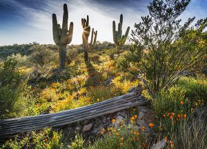 Broadway Mesa Village | Local Arizona desert