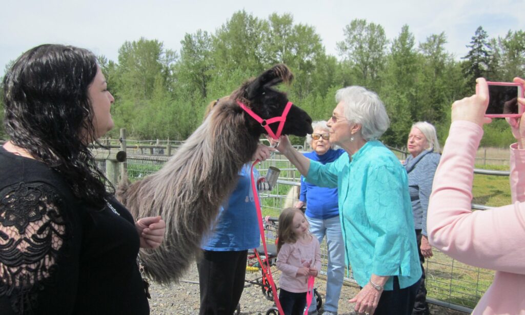 Cordata Court | Therapy Llama