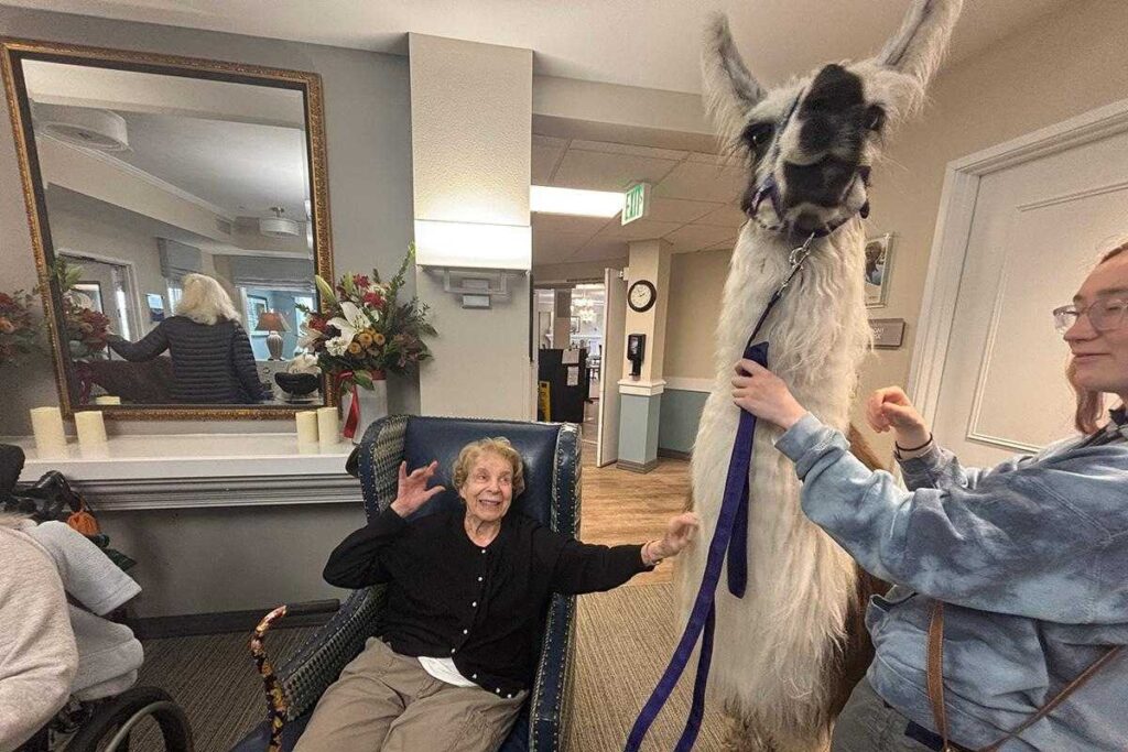 Cordata Court | Therapy Llamas Bring Smiles to Seniors
