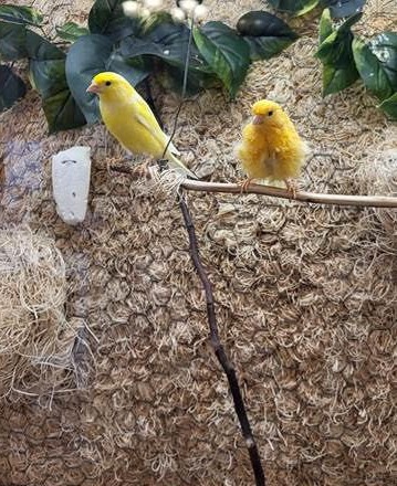 Elk Grove Park | Canaries Yellow and Curly