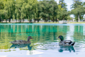 Elk Grove Park | Ducks in local lake