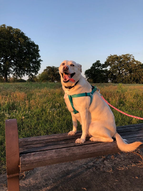 Parmer Woods at North Austin | Therapy dog Rose