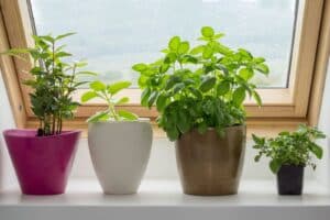 Pegasus Landing of El Paso | Houseplants on a window sill