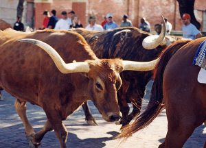 Ridgeland Place | Local Fort Worth stockyards