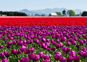 The Gardens at Marysville | Local flower field