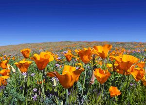 The Havens at Antelope Valley | Local flower field