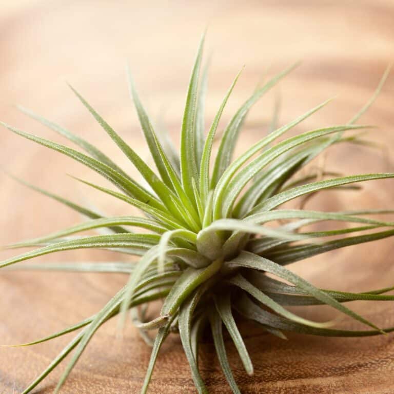 The Rivers at Puyallup | Air plant