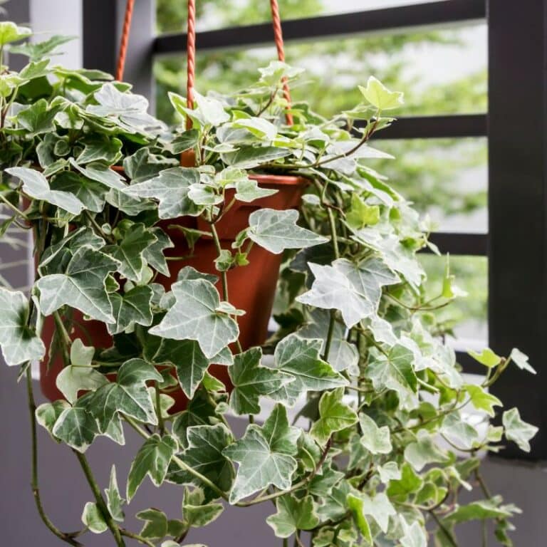 The Rivers at Puyallup | English Ivy