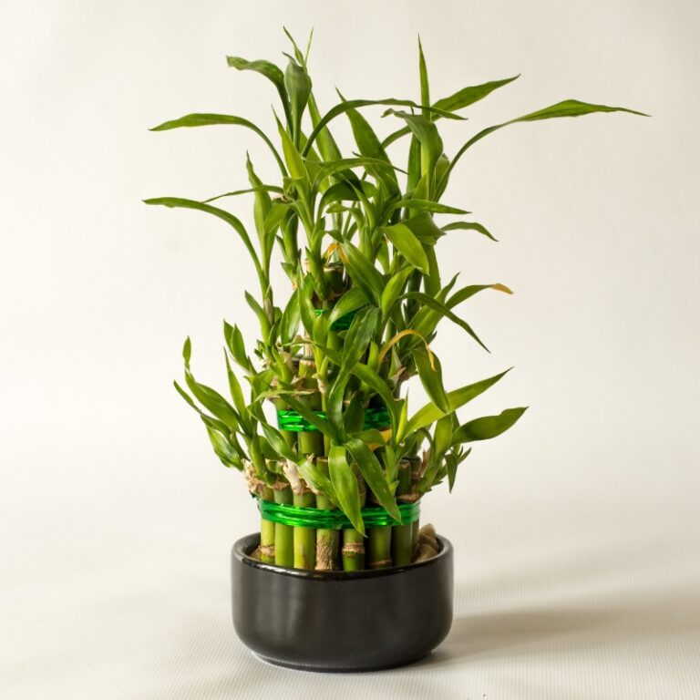 The Rivers at Puyallup | Lucky bamboo