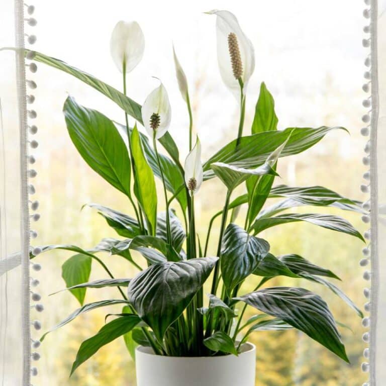 The Rivers at Puyallup | Lily plant