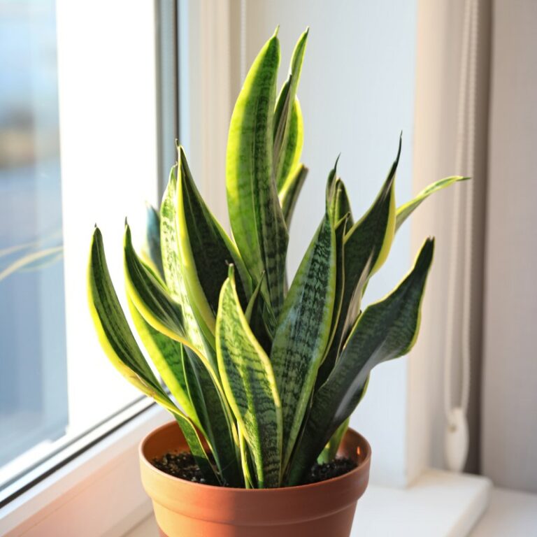 The Rivers at Puyallup | Snake plant