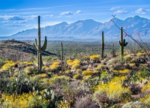 Tuscon Place at Ventana Canyon | Local sights