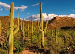 Tuscon Place at Ventana Canyon | Local sights