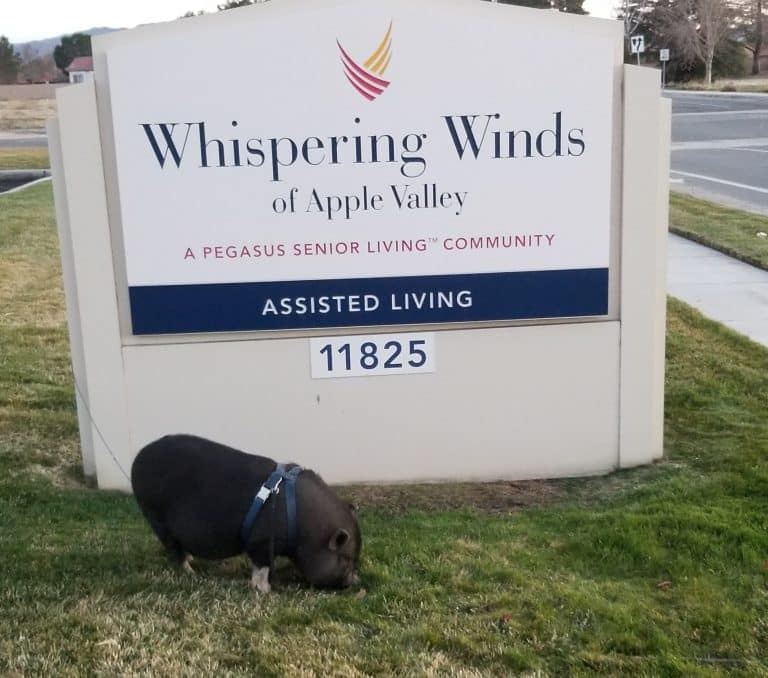 Whispering Winds of Apple Valley | Sox the therapy pig