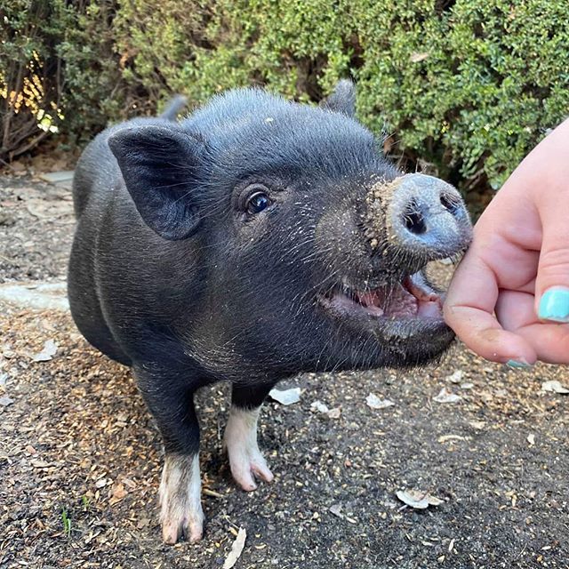 Pegasus Senior Living | Therapy pig Sox