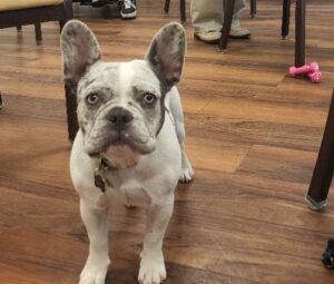 Pegasus Senior Living | Small french bulldog named Onyx