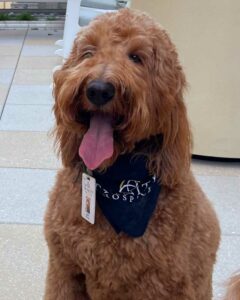 Pegasus Senior Living | Golden doodle smiling