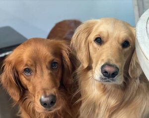 Pegasus Senior Living | Two cute golden retrievers looking up at the camera