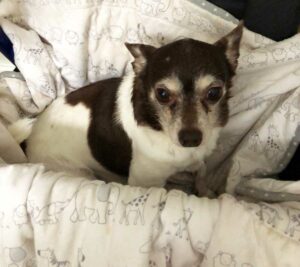 Pegasus Senior Living | Little Girl the Chihuahua