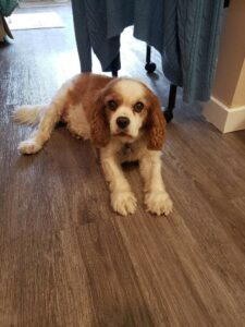 Pegasus Senior Living | Benny the King Charles Spaniel