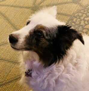 Pegasus Senior Living | Australian shephard looking up at camera