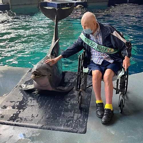 senior man in wheelchair petting a dolphin out of water